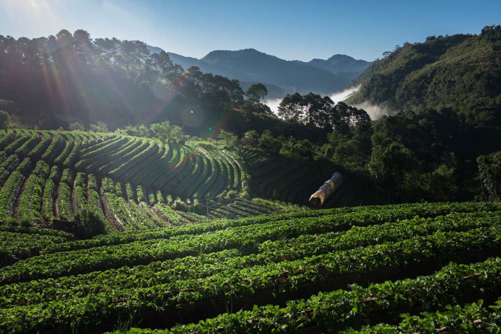 Café arábica dispara e chega a R$ 1.830 por saca em Minas Gerais, atingindo patamar histórico em 2026